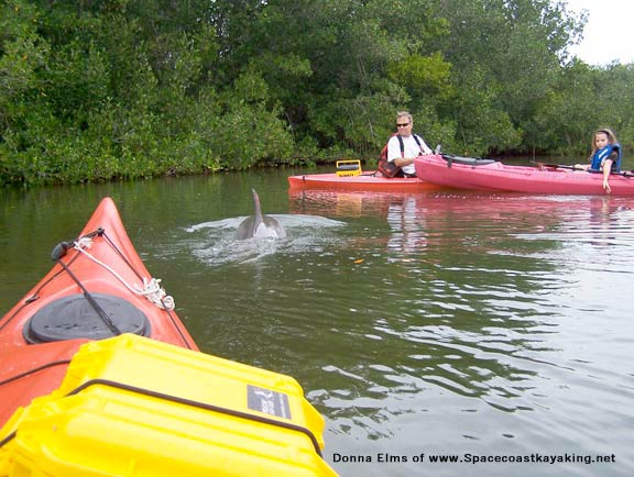 Girl, man and dolphin - Thousand Islands kayaking